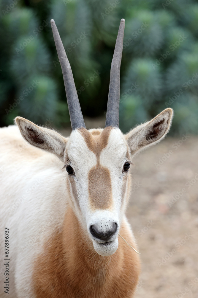 The scimitar oryx (Oryx dammah), also known as the scimitar-horned oryx and the Sahara oryx The scimitar oryx (Oryx dammah), also known as the scimitar-horned oryx and the Sahara oryx