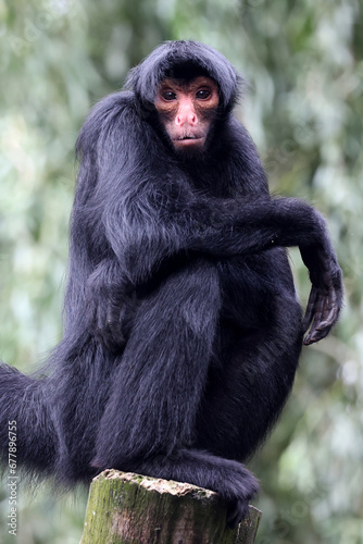 The red-faced spider monkey (Ateles paniscus) photo