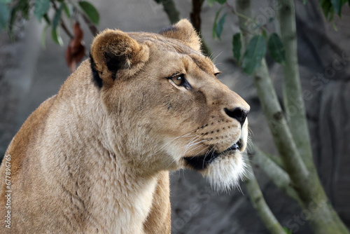 A lioness portrait (Panthera Leo)