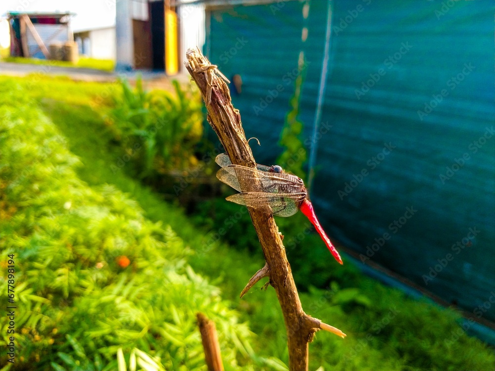 Dragonfly sitting on a branch in sunlight with blue fence in background