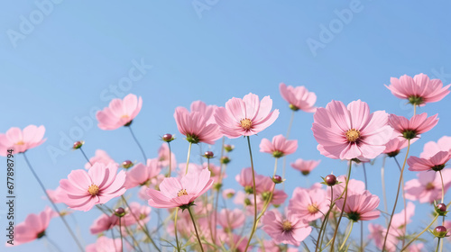 Cosmos Natural Colors , Background For Banner, HD © ACE STEEL D