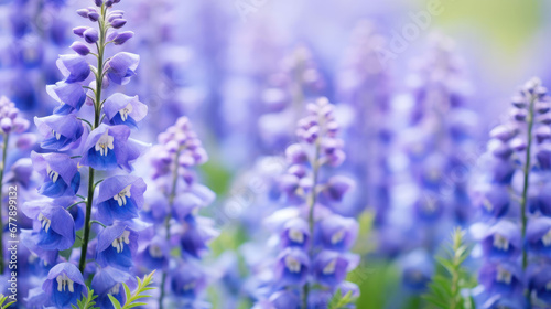 Delphinium Natural Colors , Background For Banner, HD