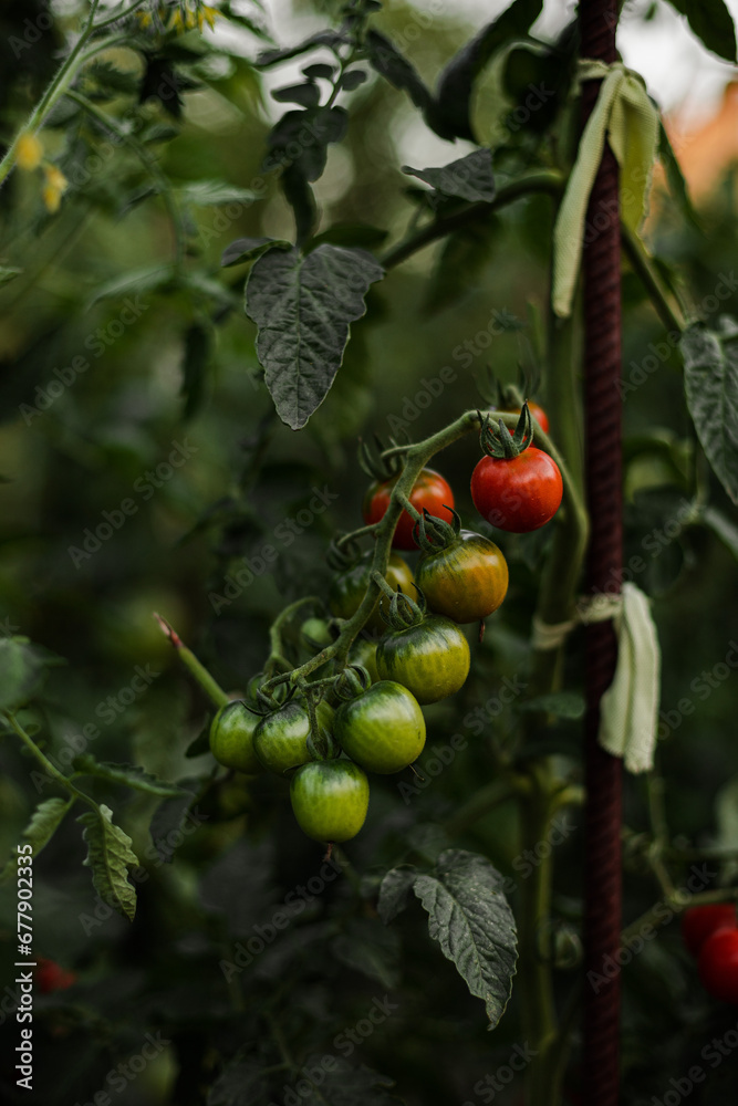 Tomato plant with tomatoes ripening. Green and red tomatoes. Cherry tomatoes on a green branch, red to green gradient. Garden details, vertical background