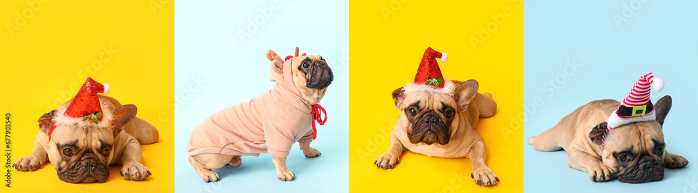 Christmas set of funny dogs on color background