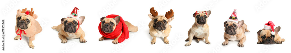 Christmas set of many cute dogs on white background