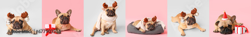 Christmas set of many cute dogs on color background
