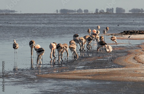 aves en la laguna de epecuen photo