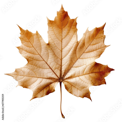 maple leaf on transparent background