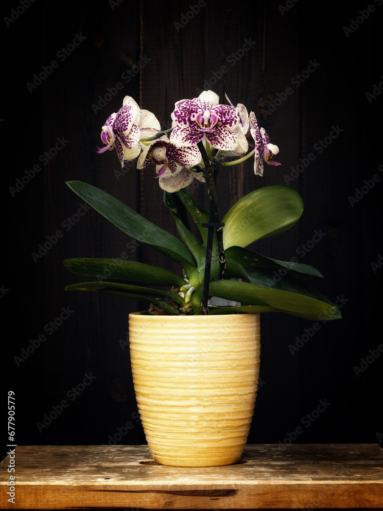 Beautiful orchid, botanical art, peony art, flower, flower poster, botanical photo, flower wall art, floral print, digital download