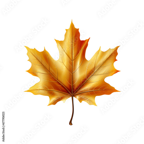 golden maple leaf on white background clip art preview