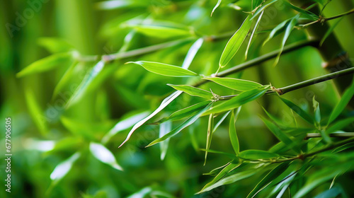 Bamboo Leaf Natural Colors Minimalist  Background For Banner  HD