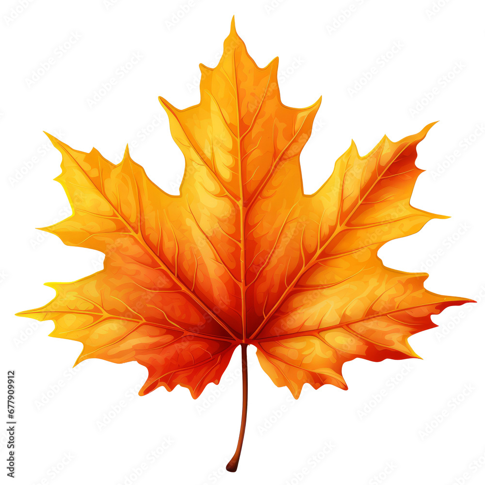 Fototapeta premium maple leaf on transparent background