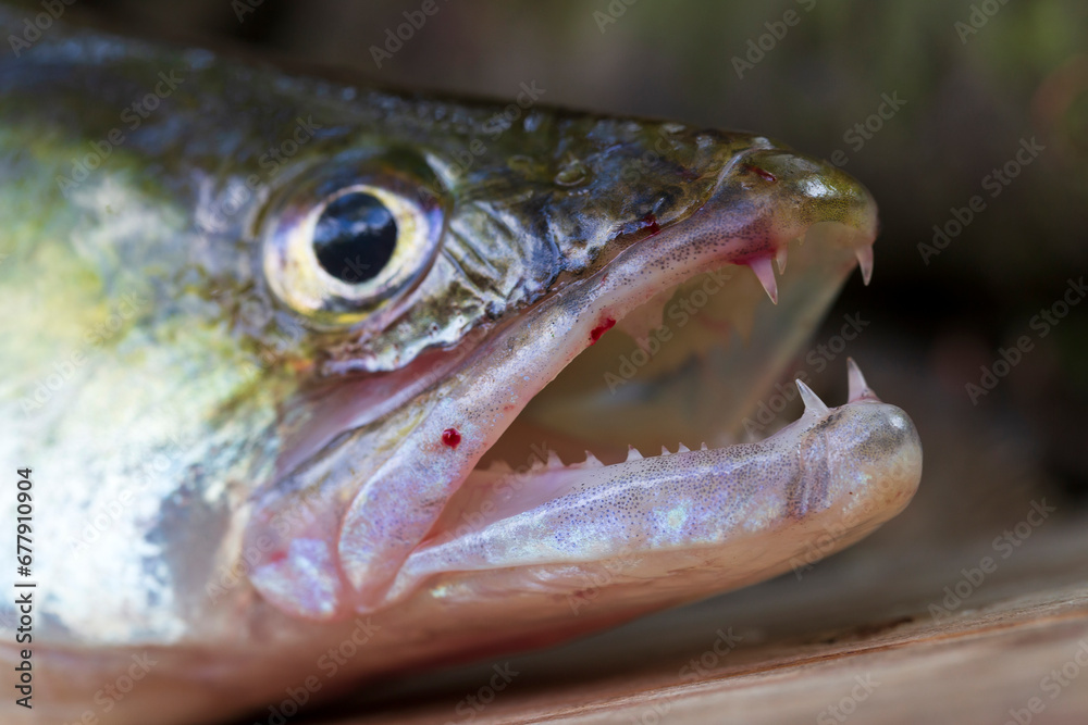 Zander and his Teeth in detail, the Fish from freshwater Deep, Sander lucioperca Zander and his Teeth in detail, the Fish from freshwater Deep, Sander lucioperca