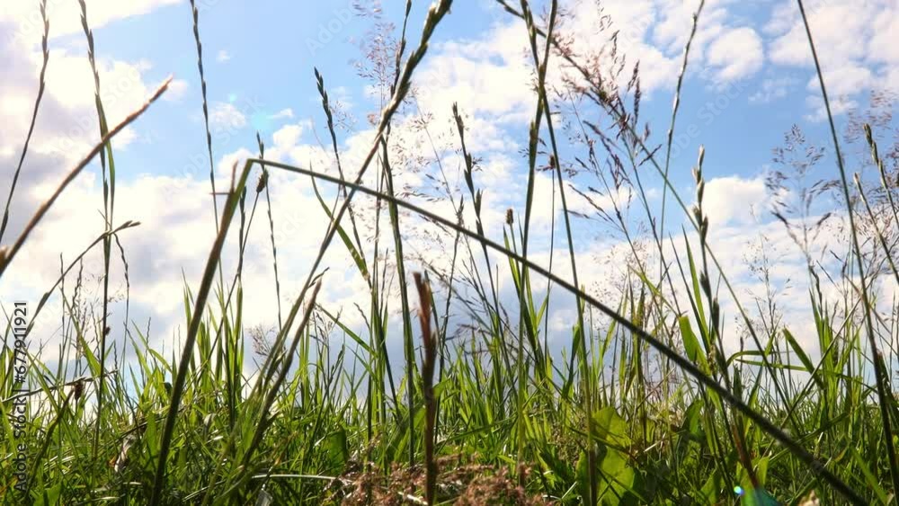 a meadow from below video