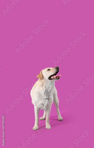Cute Labrador dog on purple background