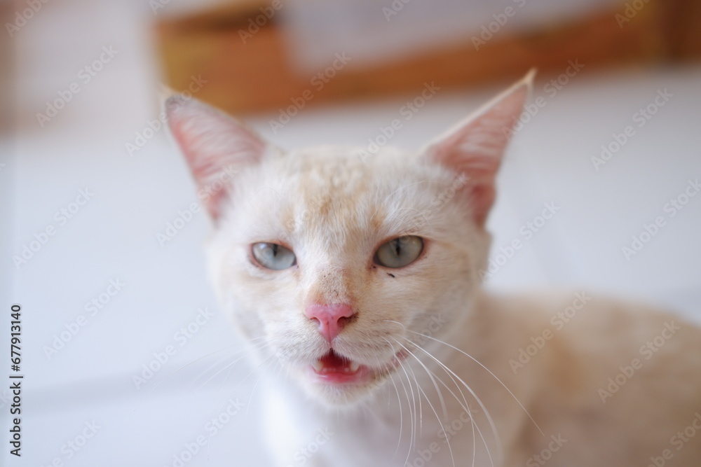 cat sitting on the floor and looking at the camera.