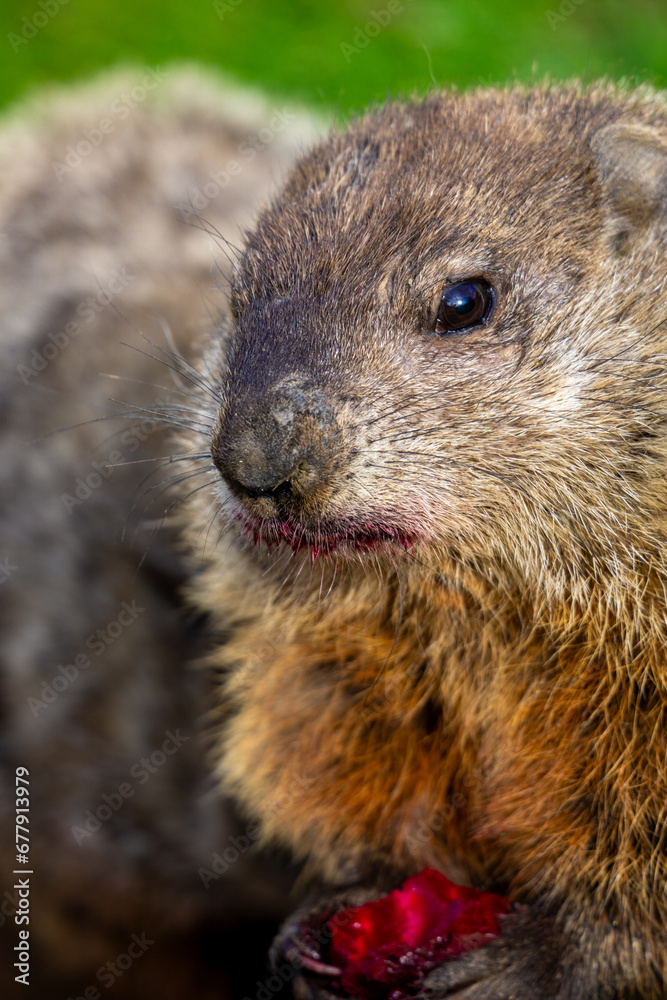 Naklejka premium Close-up of a marmot (Marmota monax) eating fruit portrait