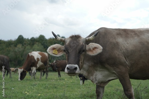 Fototapeta Naklejka Na Ścianę i Meble -  Closeup shot of grazing cows