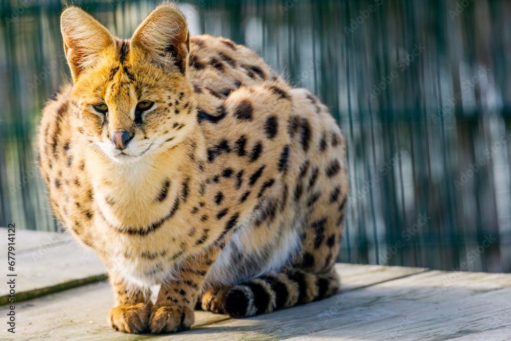 Ocelot portrait in wildlife conservation park background copy space