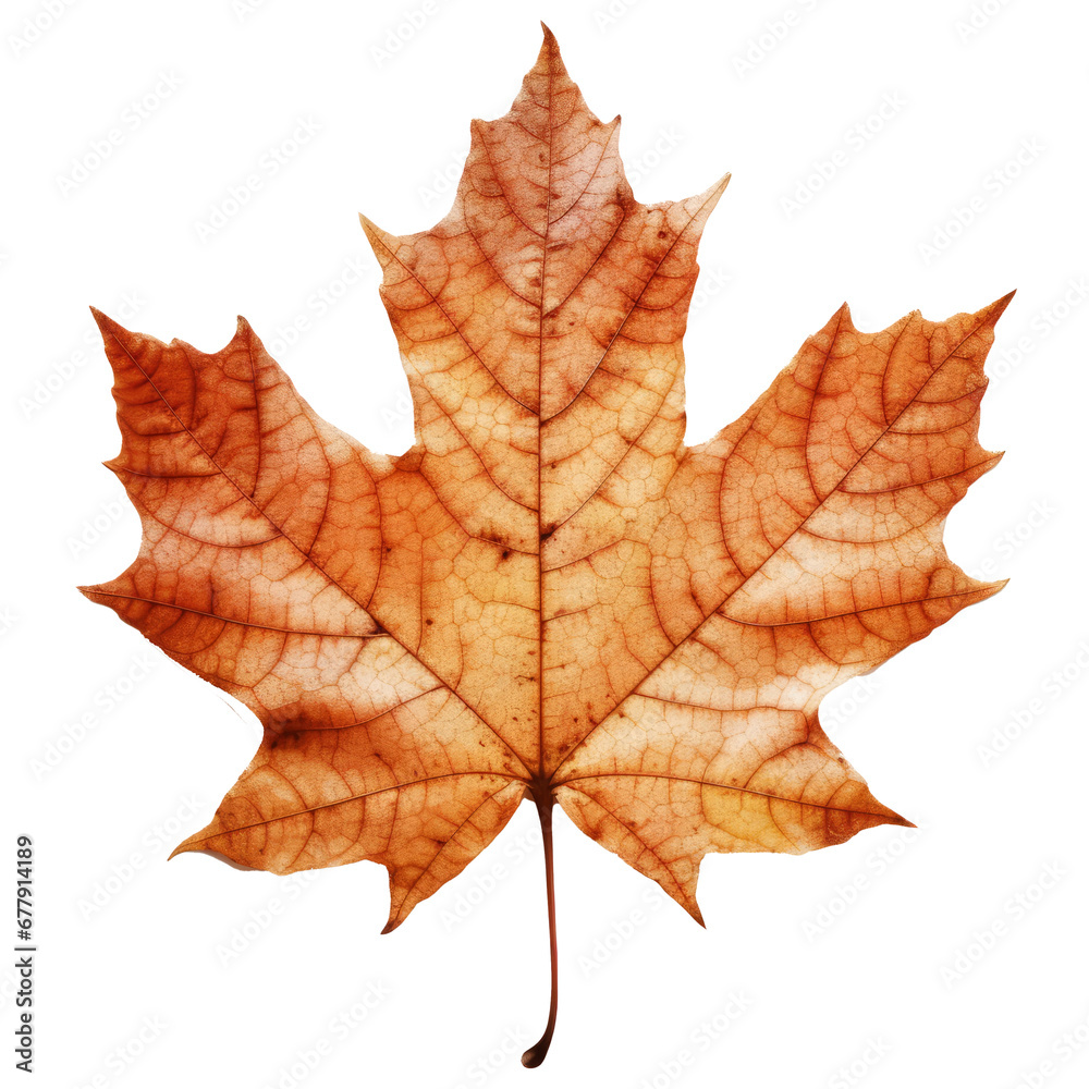maple leaf on transparent background maple leaf on transparent background