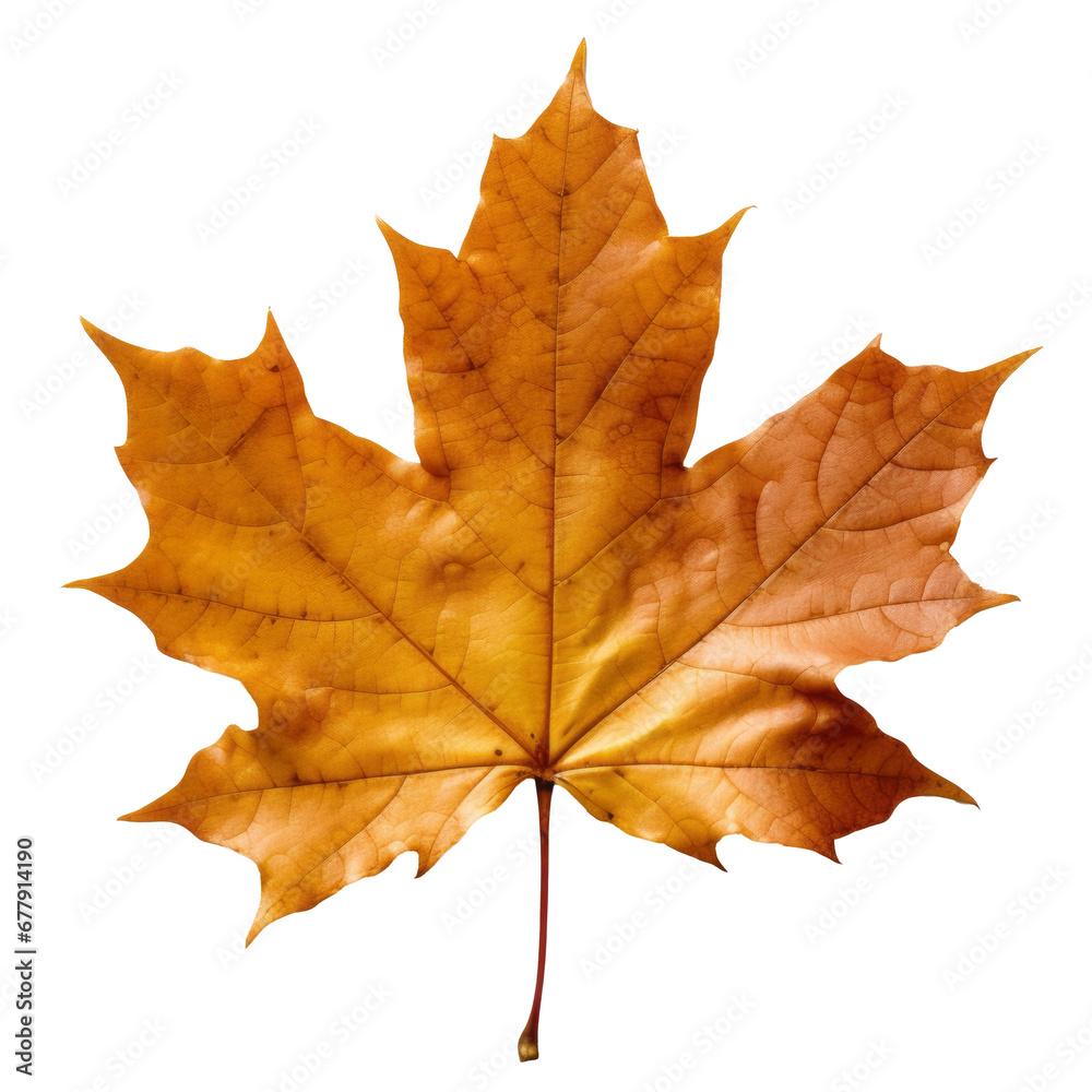 maple leaf on transparent background maple leaf on transparent background
