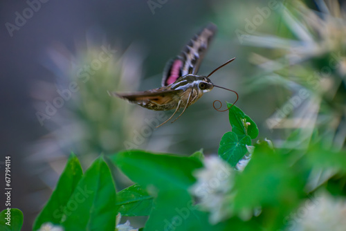 Sphynx moth drinking nectar from a flower in New Mexico