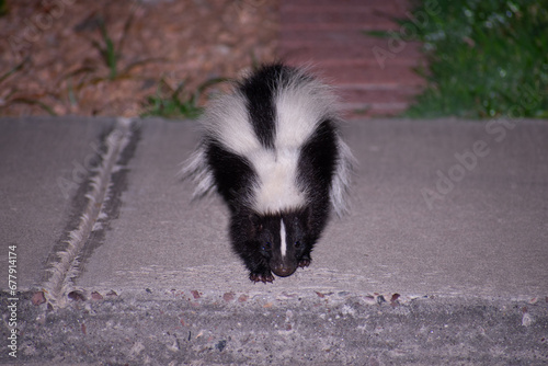 a close up of a skunk walking on a sidewalk in New Mexico