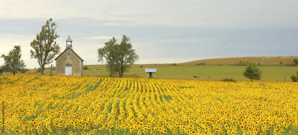 Beautiful view of a nice field with yellow flowers and a small house in the background
