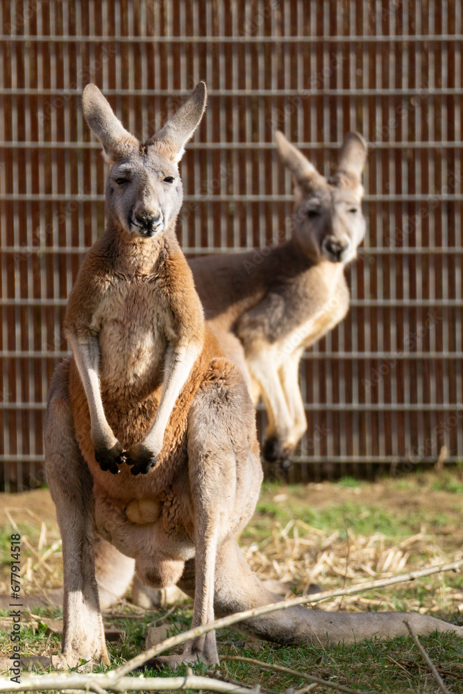 Fototapeta premium two kangaroos in a zoo looking at camera