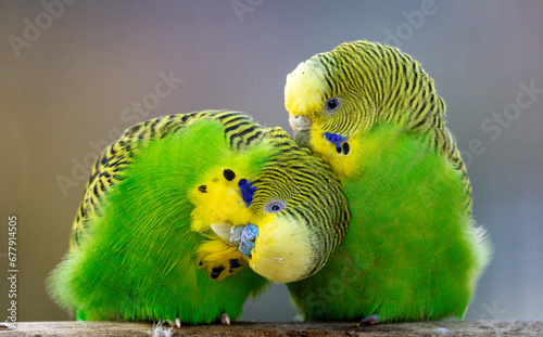 loving pair of budgerigar (Melopsittacus undulatus) isolated