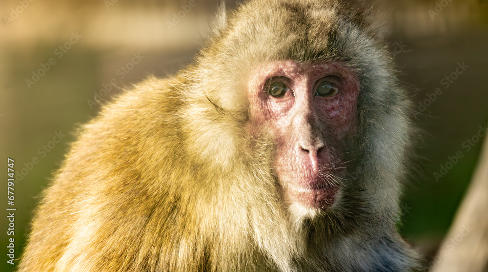 Old Japanese macaque (Macaca fuscata) portrait looking at camera Old Japanese macaque (Macaca fuscata) portrait looking at camera