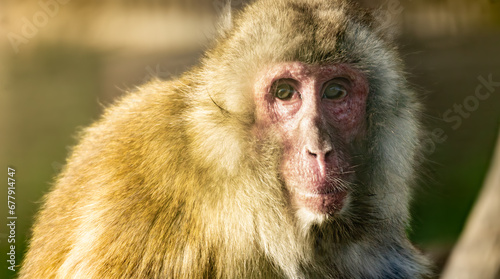 Old Japanese macaque (Macaca fuscata)  portrait looking at camera