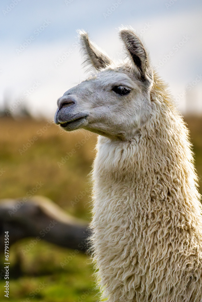 Obraz premium The Sweet Expression of an Alpaca's Face