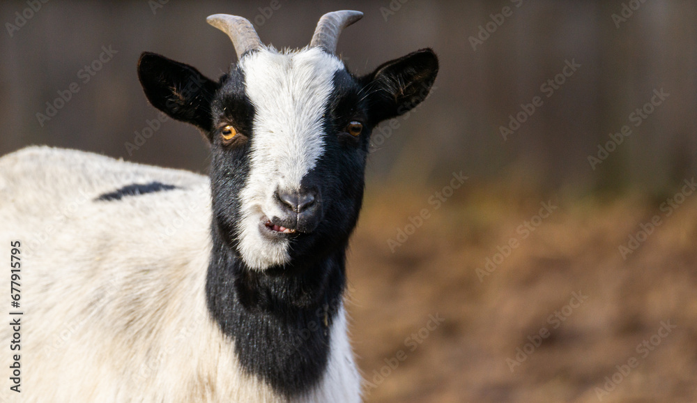 Portrait of a white and black derpy looking Goat in the Pastures Portrait of a white and black derpy looking Goat in the Pastures