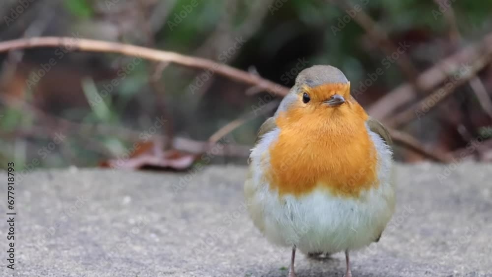 Closeup shot of an orange robin perched on a stone surface in a garden Closeup shot of an orange robin perched on a stone surface in a garden