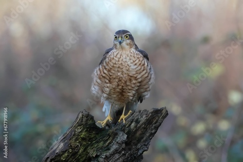 Closeup shot of a Eurasian sparrowhawk, standing on a broken tree branch, in the forest