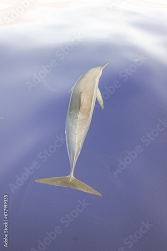 Wild Hawaiian Spinner Dolping swimming on the bow of a boat in Hawaii  photo