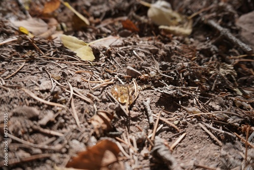 Drop of a shiny sap from a pine tree fallen on the ground in the forest