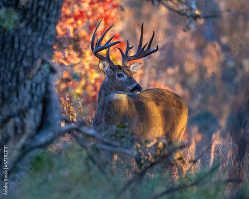 White-tailed Deer male © David McGowen