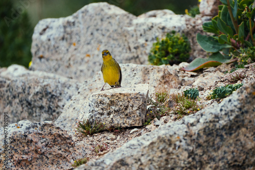 Chirihue o sicalis luteola posando sobre una roca. 
 photo