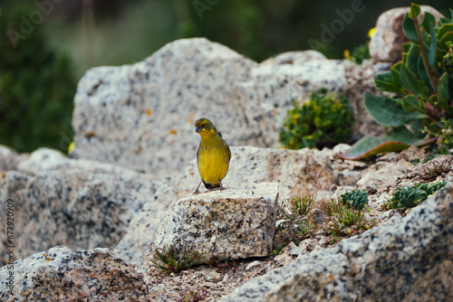 Chirihue o sicalis luteola posando sobre una roca. 

