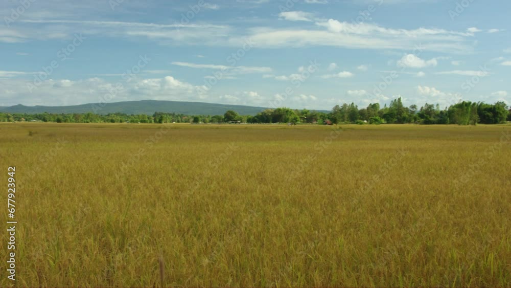 Rice fields in the harvest season are filled with yellow hues, swaying with the strong winds. Rice fields in the harvest season are filled with yellow hues, swaying with the strong winds.