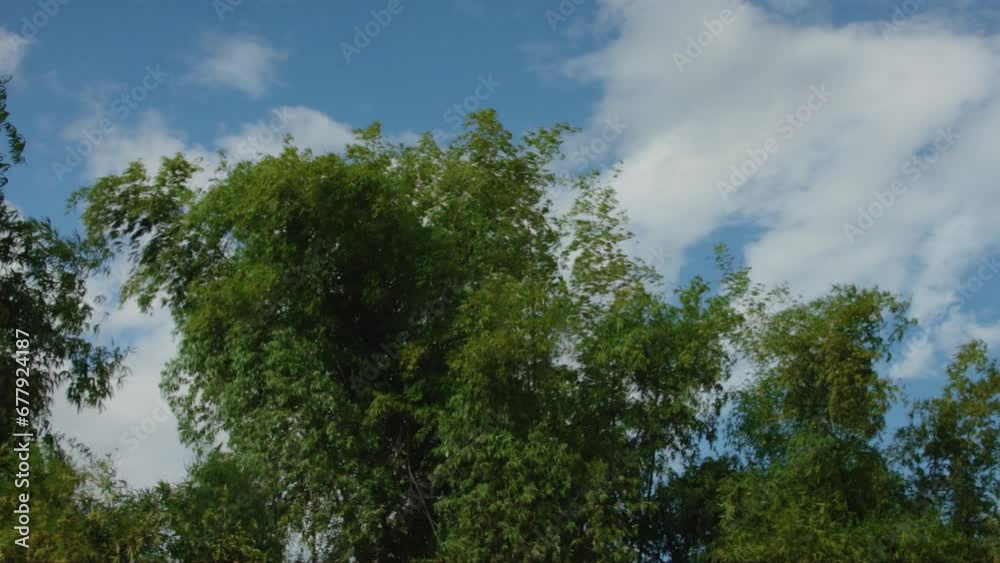 Bamboo trees sway in the wind on a sunny day. Bamboo trees sway in the wind on a sunny day.