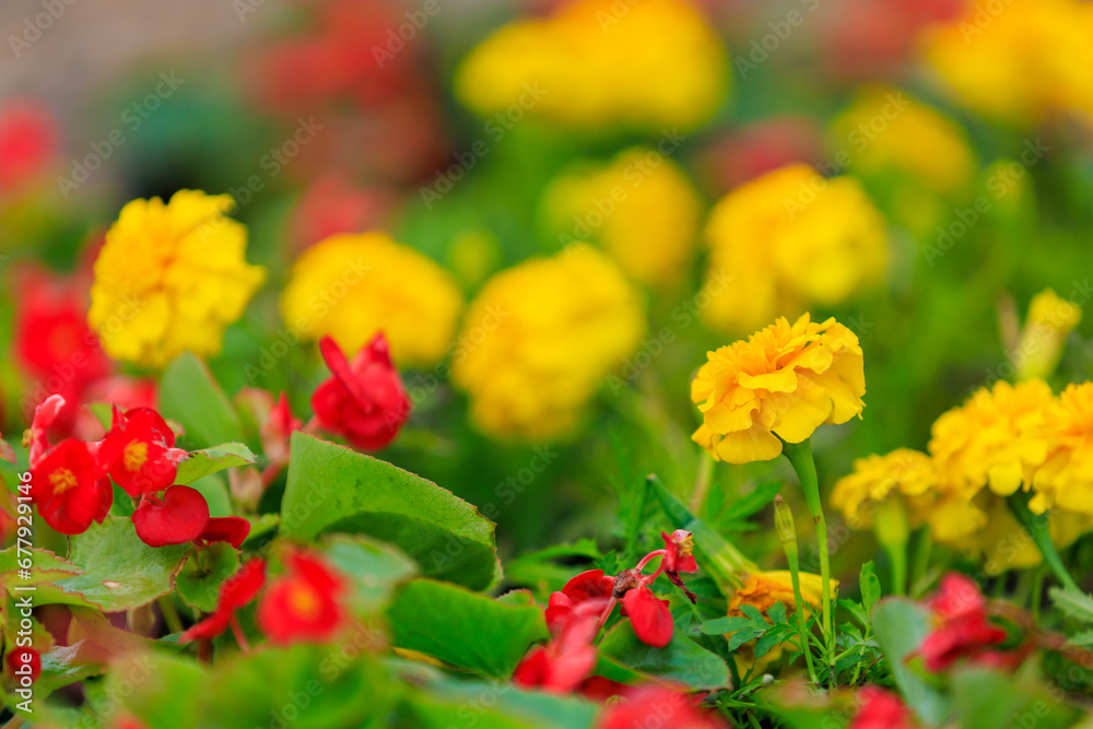 Flowers in a flower bed Marigolds. Greening the urban environment. Background with selective focus