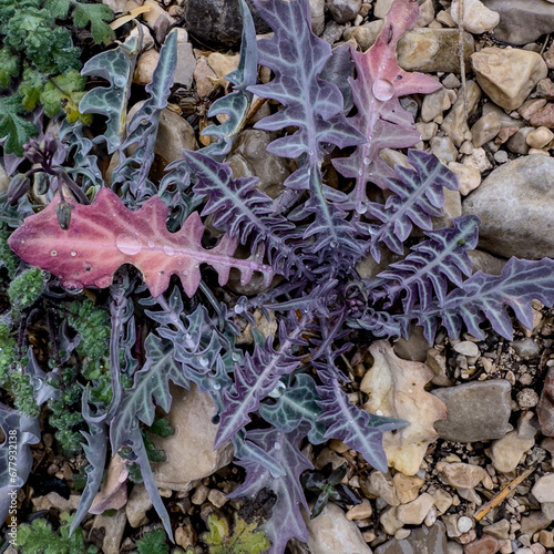 Water Droplets Cling To Purple Ground Plant In Strawhouse Wash photo