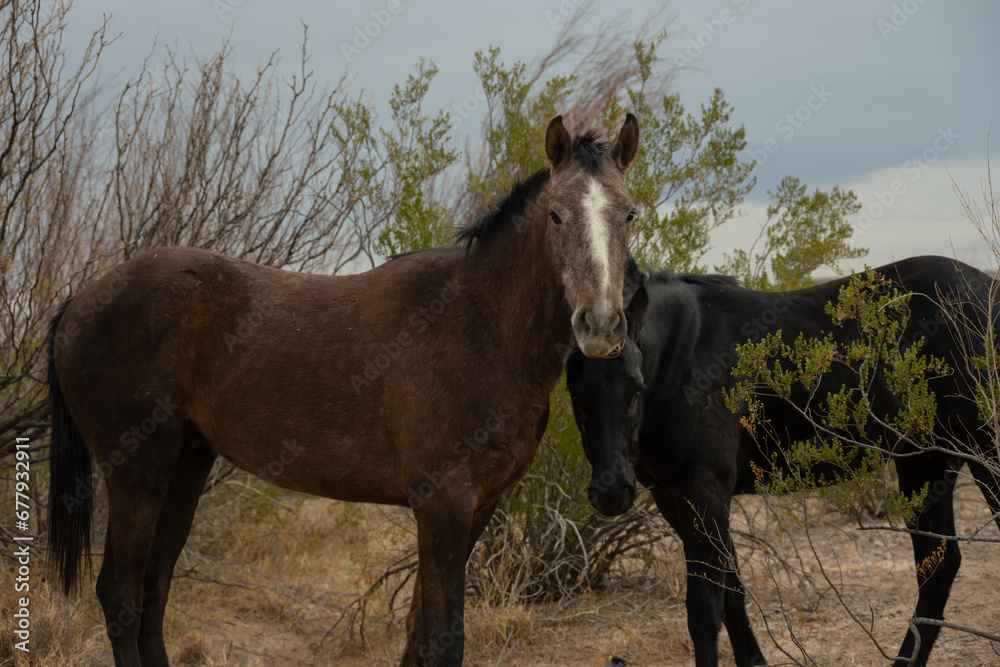 Wild Horses Near the Rio Grande In Big Bend Wild Horses Near the Rio Grande In Big Bend