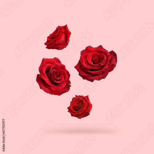 Fototapeta Naklejka Na Ścianę i Meble -  Beautiful red roses falling on pink background