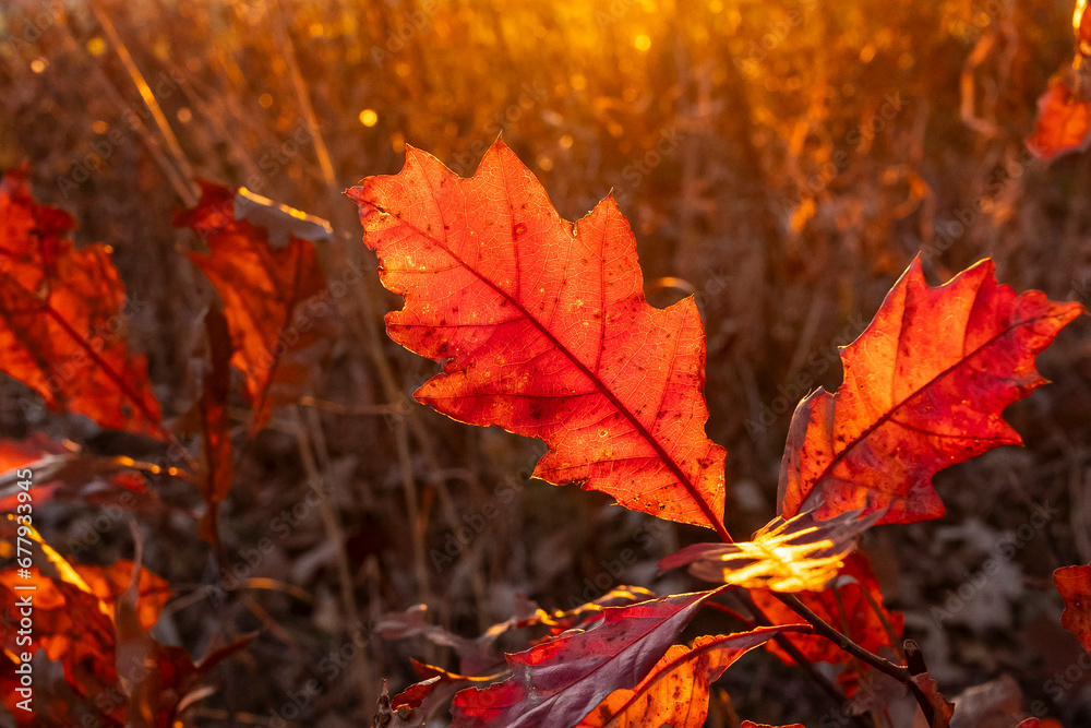 Red oak leaves with backlight from the sun and prairie plants in the background in the autumn.