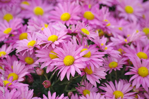 lilac chrysanthemum