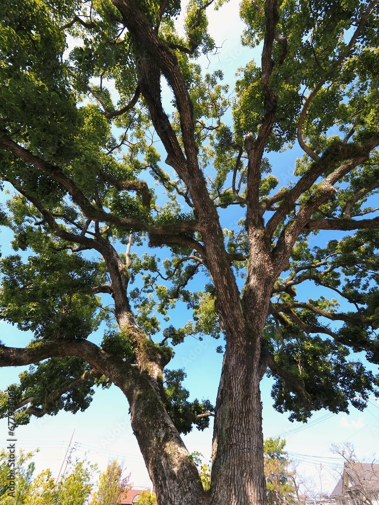 偕行社広場の楠【香川県善通寺市】